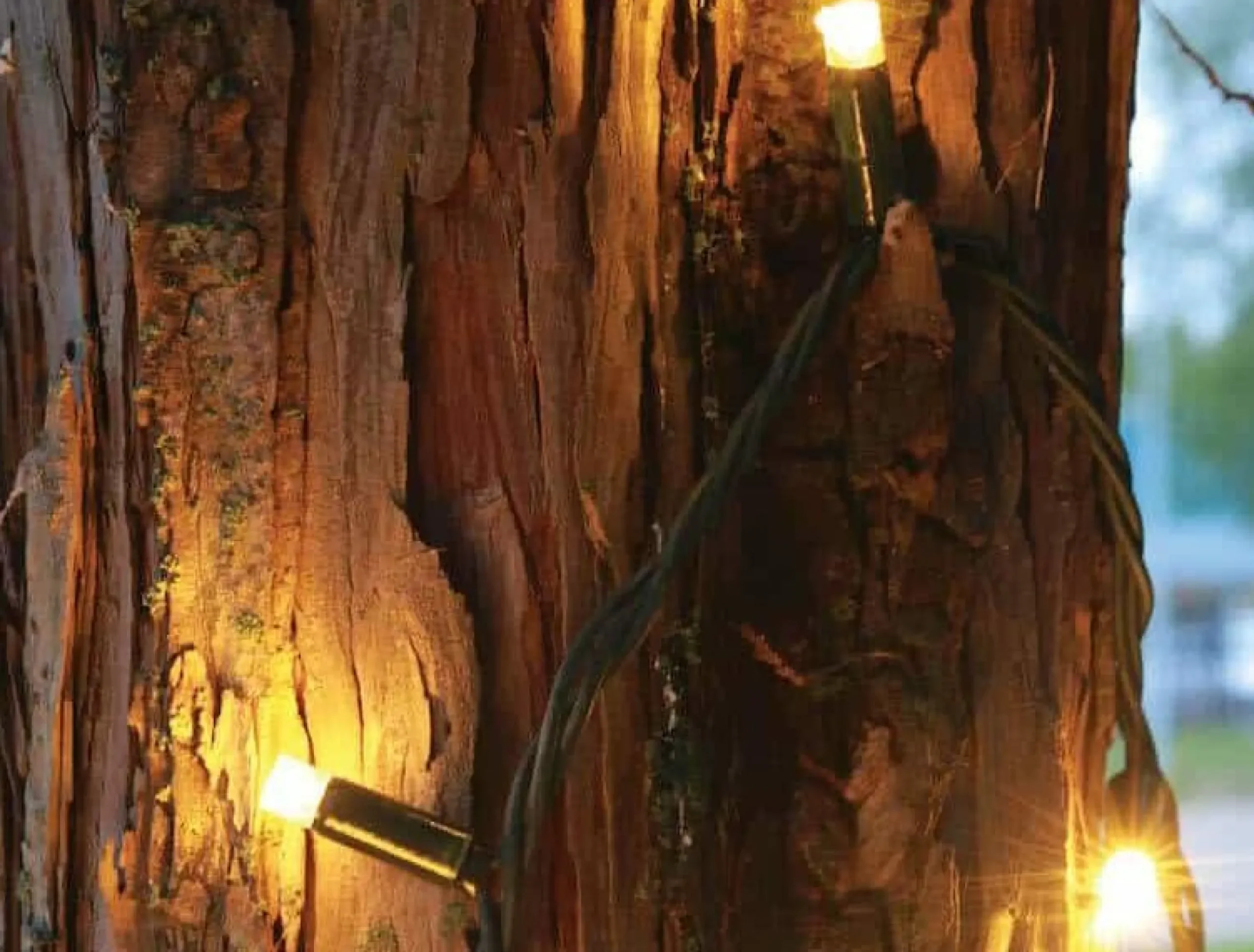 Sale Christmas Land 100 Fdl Xl Led Connectable Warm White Christmas Lights (15M)